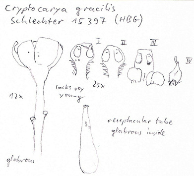 Vorschaubild Cryptocarya gracilis Schltr.